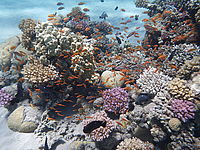 Model: DMC-FT3, Náhled