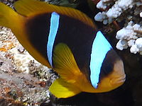 DMC-FT3, Výřez (R), F3.3; 1/250 s; ISO: 100, Ohnisková vzdálenost (EQ35mm): 28 mm 