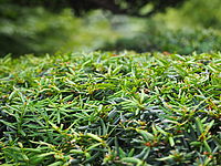 Bokeh | Jiří Beneš Bokeh