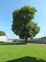 Náhled, FinePix HS20EXRF4.0; 1/300 s; ISO: 100, Ohnisková vzdálenost: 4.20 mm | (c) Petr Koritina Náhled, FinePix HS20EXRF4.0; 1/300 s; ISO: 100, Ohnisková vzdálenost: 4.20 mm