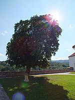 Náhled, FinePix HS20EXRF4.0; 1/600 s; ISO: 100, Ohnisková vzdálenost: 4.20 mm | (c) Petr Koritina Náhled, FinePix HS20EXRF4.0; 1/600 s; ISO: 100, Ohnisková vzdálenost: 4.20 mm