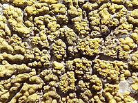 100% výřez | (c) Petr Koritina 100% výřez