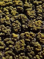 100% výřez | (c) Petr Koritina 100% výřez