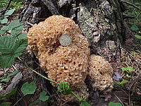 Náhled, FinePix HS20EXRF2.8; 1/170 s; ISO: 100, Ohnisková vzdálenost: 4.20 mm | (c) Petr Koritina Náhled, FinePix HS20EXRF2.8; 1/170 s; ISO: 100, Ohnisková vzdálenost: 4.20 mm