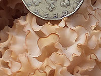 100% výřez | (c) Petr Koritina 100% výřez