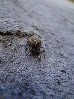 Náhled, DSC-HX100V F2.8; 1/160 s; ISO: 100, Ohnisková vzdálenost: 4.80 mm | (c) Petr Koritina Náhled, DSC-HX100V F2.8; 1/160 s; ISO: 100, Ohnisková vzdálenost: 4.80 mm