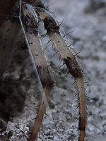 100% výřez | (c) Petr Koritina 100% výřez