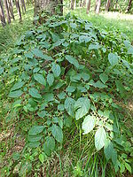 Náhled, FinePix HS20EXRF2.8; 1/30 s; ISO: 100, Ohnisková vzdálenost: 4.20 mm | (c) Petr Koritina Náhled, FinePix HS20EXRF2.8; 1/30 s; ISO: 100, Ohnisková vzdálenost: 4.20 mm