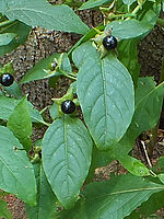 100% výřez | (c) Petr Koritina 100% výřez