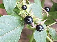 Náhled, FinePix HS20EXRF5.0; 1/90 s; ISO: 1600, Ohnisková vzdálenost: 32.70 mm | (c) Petr Koritina Náhled, FinePix HS20EXRF5.0; 1/90 s; ISO: 1600, Ohnisková vzdálenost: 32.70 mm