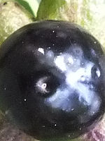 100% výřez | (c) Petr Koritina 100% výřez