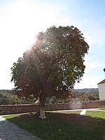 Náhled, F4.0; 1/500 s; ISO: 100,Ohnisková vzdálenost: 4.30 mm 