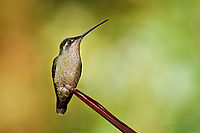 Kolibřík skvostný, Panama