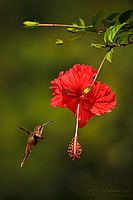 Kolibřík proužkohrdlý, Belize