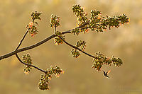 Kolibřík bělokrký, Belize | (c) Petr Bambousek, www.SulaSula.com Kolibřík bělokrký, Belize