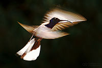Kolibřík fialkový, Panama