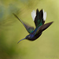 Kolibřík fialkový, Panama | (c) Petr Bambousek, www.SulaSula.com Kolibřík fialkový, Panama