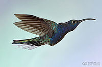 Kolibřík fialkový, Panama | (c) Petr Bambousek, www.SulaSula.com Kolibřík fialkový, Panama