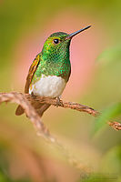 Kolibřík Edwardův, Panama | (c) Petr Bambousek, www.SulaSula.com Kolibřík Edwardův, Panama