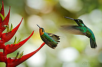 Kolibřík pokřovní, Panama | (c) Petr Bambousek, www.SulaSula.com Kolibřík pokřovní, Panama