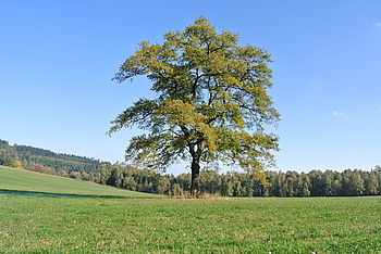 Obrázek č. 15 - Fotografie v plném rozlišení