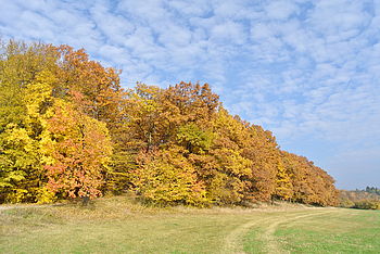 Obrázek č. 19 - Fotografie v plném rozlišení