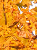 Náhled (R), F4.8; 1/30 s; ISO: 200, Ohnisková vzdálenost (EQ35mm): 140 mm 