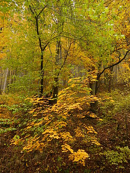 Originál (R), F3.9; 1/40 s; ISO: 125, Ohnisková vzdálenost (EQ35mm): 28 mm 