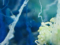 Výřez (R), F2.0; 1/30 s; ISO: 400,Ohnisková vzdálenost: 5.20 mm 