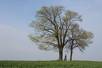 Obrázek č. 25 - Nikon D800 + AF-S DX 24-120mm f/4 VR, čas 1/1250s, clona f/8, ISO 400