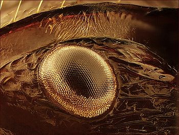 Detail oka tropického mravence. Fotografováno dvěmo objektivy proti sobě. Složeno ze 35 snímků.