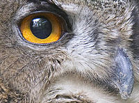 detail oka (100% zvětšení, neostřeno) | (c) Andrej Macenauer detail oka (100% zvětšení, neostřeno)