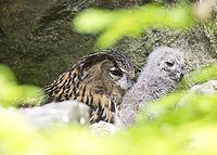 Výr velký (Bubo bubo) | (c) Andrej Macenauer Výr velký (Bubo bubo)