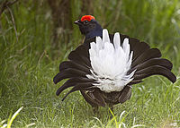 Tetřívek obecný (Tetrao tetrix) | (c) Andrej Macenauer Tetřívek obecný (Tetrao tetrix)