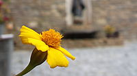 makro - PureView s maximálním zoomem