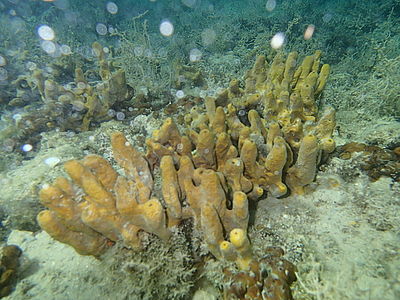 S bleskem - kroužky na fotografii