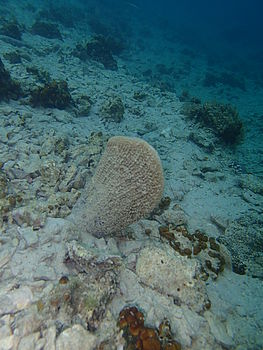 Model: TG-1 , F2.8; 1/500 s; ISO: 100,Ohnisková vzdálenost: 4.50 mm | (c) Petr Koritina Model: TG-1 , F2.8; 1/500 s; ISO: 100,Ohnisková vzdálenost: 4.50 mm