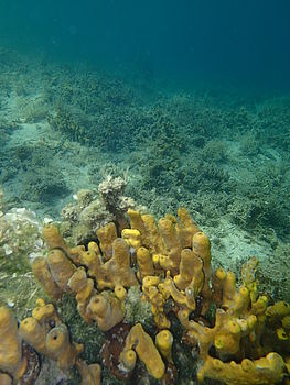 Model: TG-1 , F2.8; 1/640 s; ISO: 100,Ohnisková vzdálenost: 4.50 mm | (c) Petr Koritina Model: TG-1 , F2.8; 1/640 s; ISO: 100,Ohnisková vzdálenost: 4.50 mm