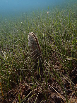 Model: TG-1 , F2.8; 1/400 s; ISO: 100,Ohnisková vzdálenost: 4.50 mm | (c) Petr Koritina Model: TG-1 , F2.8; 1/400 s; ISO: 100,Ohnisková vzdálenost: 4.50 mm