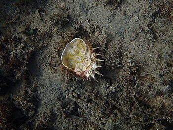 Model: TG-1 , F3.2; 1/320 s; ISO: 100,Ohnisková vzdálenost: 5.14 mm | (c) Petr Koritina Model: TG-1 , F3.2; 1/320 s; ISO: 100,Ohnisková vzdálenost: 5.14 mm