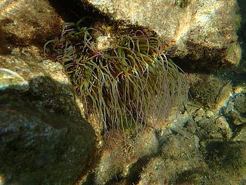 Model: TG-1 , F2.8; 1/250 s; ISO: 100,Ohnisková vzdálenost: 4.50 mm | (c) Petr Koritina Model: TG-1 , F2.8; 1/250 s; ISO: 100,Ohnisková vzdálenost: 4.50 mm