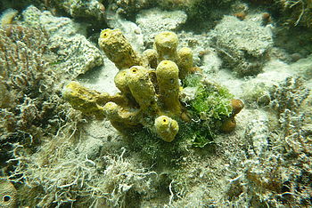 Model: DMC-FT4, F3.3; 1/125 s; ISO: 100,Ohnisková vzdálenost: 4.90 mm | (c) Petr Koritina Model: DMC-FT4, F3.3; 1/125 s; ISO: 100,Ohnisková vzdálenost: 4.90 mm