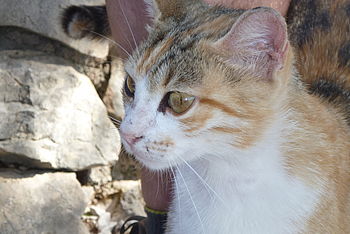 Model: DMC-FT4, F5.9; 1/60 s; ISO: 100,Ohnisková vzdálenost: 22.80 mm | (c) Petr Koritina Model: DMC-FT4, F5.9; 1/60 s; ISO: 100,Ohnisková vzdálenost: 22.80 mm