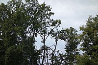 aberace při maximálním zoomu - 1/800 s, F4.9, ISO 100, 100 mm (EQ35mm) 