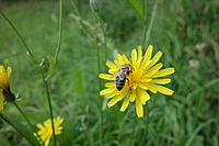 nejbližší zaostření (makro) na širokém ohnisku - 1/125 s, F5.6, ISO 125, 28 mm (EQ35mm) 