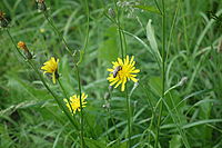 nejbližší zaostření (makro) při max. zoomu - 1/160 s, F5.6, ISO 125, 100 mm (EQ35mm) 