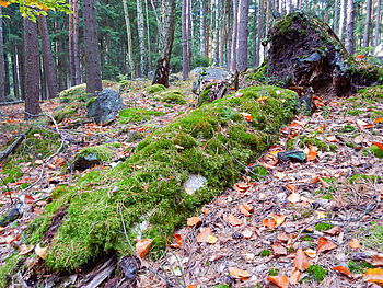 F3.3; 1/30 s; ISO: 125,Ohnisková vzdálenost (EQ35mm): 29 mm 