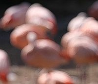 tady se plameňáci neukázali