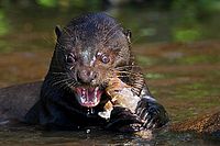 Giant otter, Río Cuiabá, Brasil