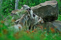 Gray wolf, Minnesota, USA